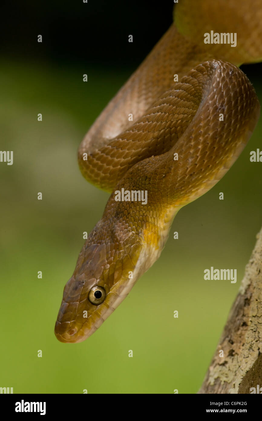 Tropical Rat snake-(Senticolis triaspis)  Costa Rica tropical dry forest Stock Photo