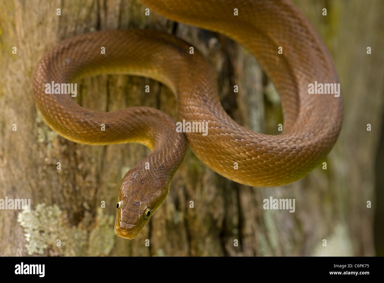 Tropical Rat snake-(Senticolis triaspis)  Costa Rica tropical dry forest Stock Photo