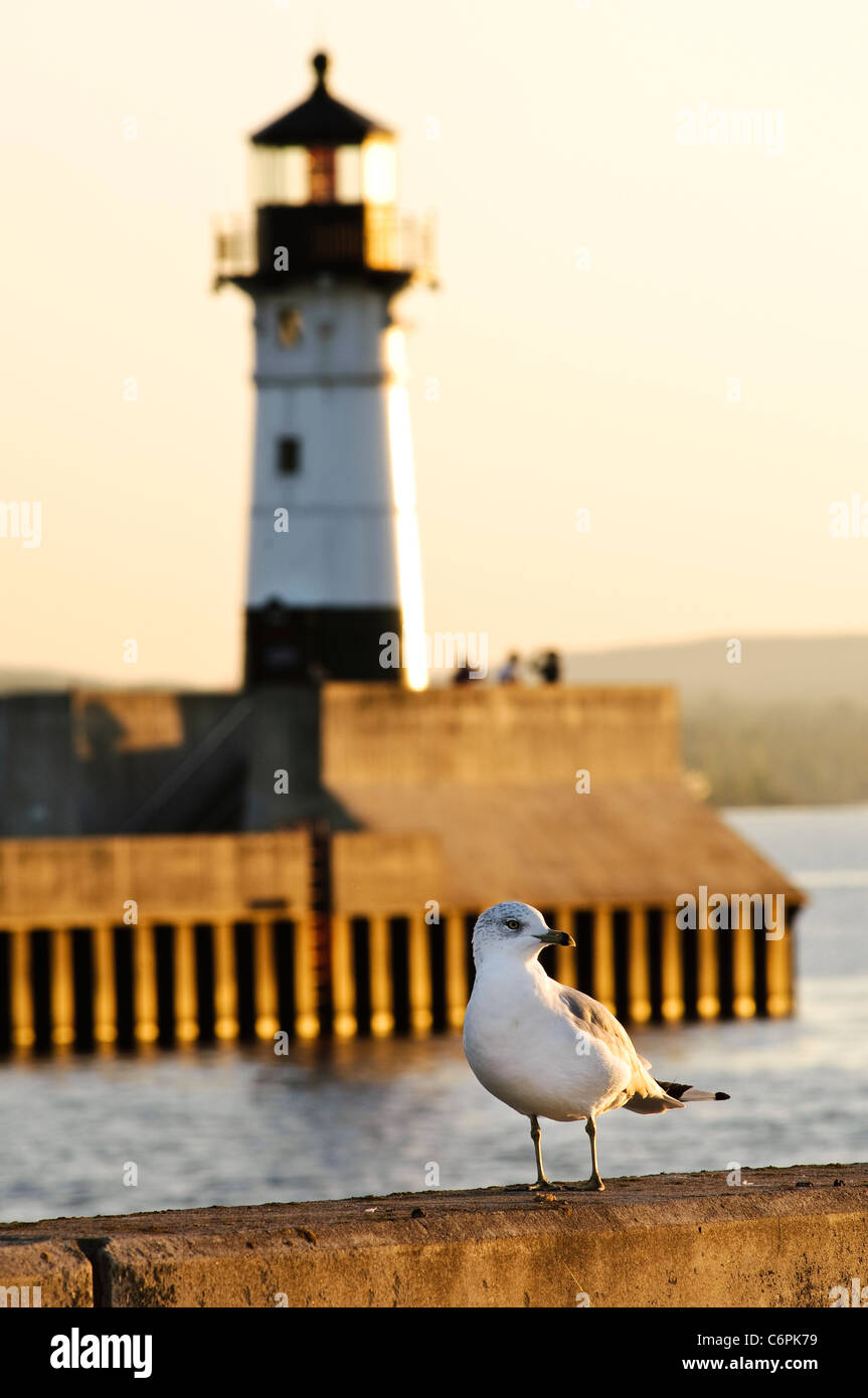 A gull stands on the Duluth harbor breakwater with the north breakwater lighthouse in the background. Stock Photo