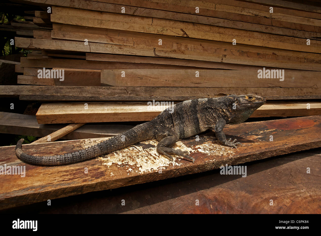 Spiny-tailed Iguana - (Ctenosaura similis) - Costa Rica - Tropical dry forest - Santa Rosa National Park - in wood pile Stock Photo