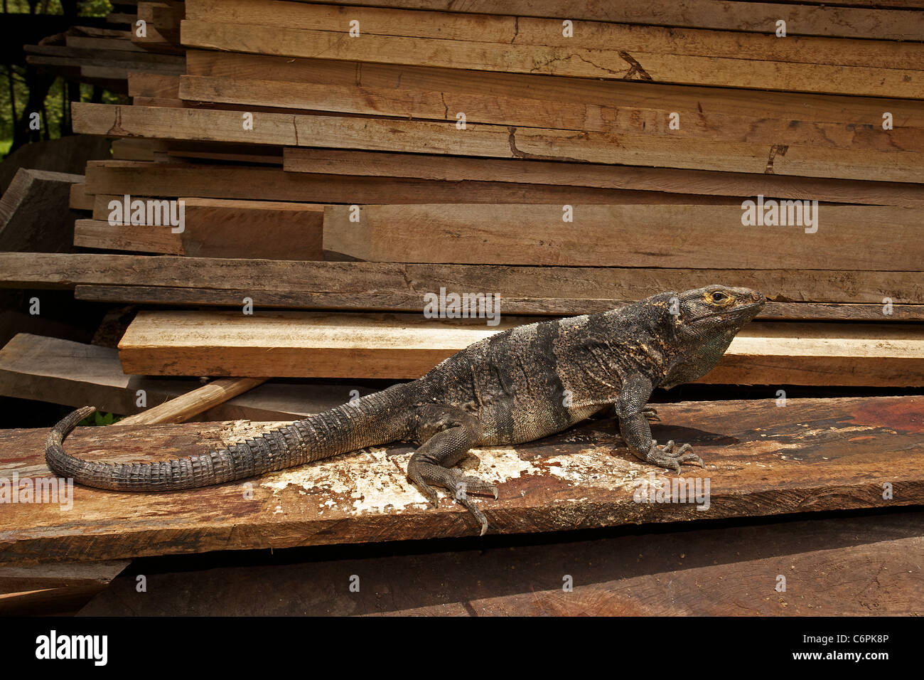 Spiny-tailed Iguana - (Ctenosaura similis) - Costa Rica - Tropical dry forest - Santa Rosa National Park - in wood pile Stock Photo