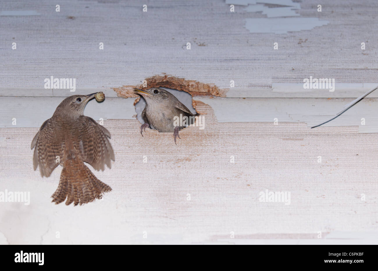 House wren nest hires stock photography and images Alamy