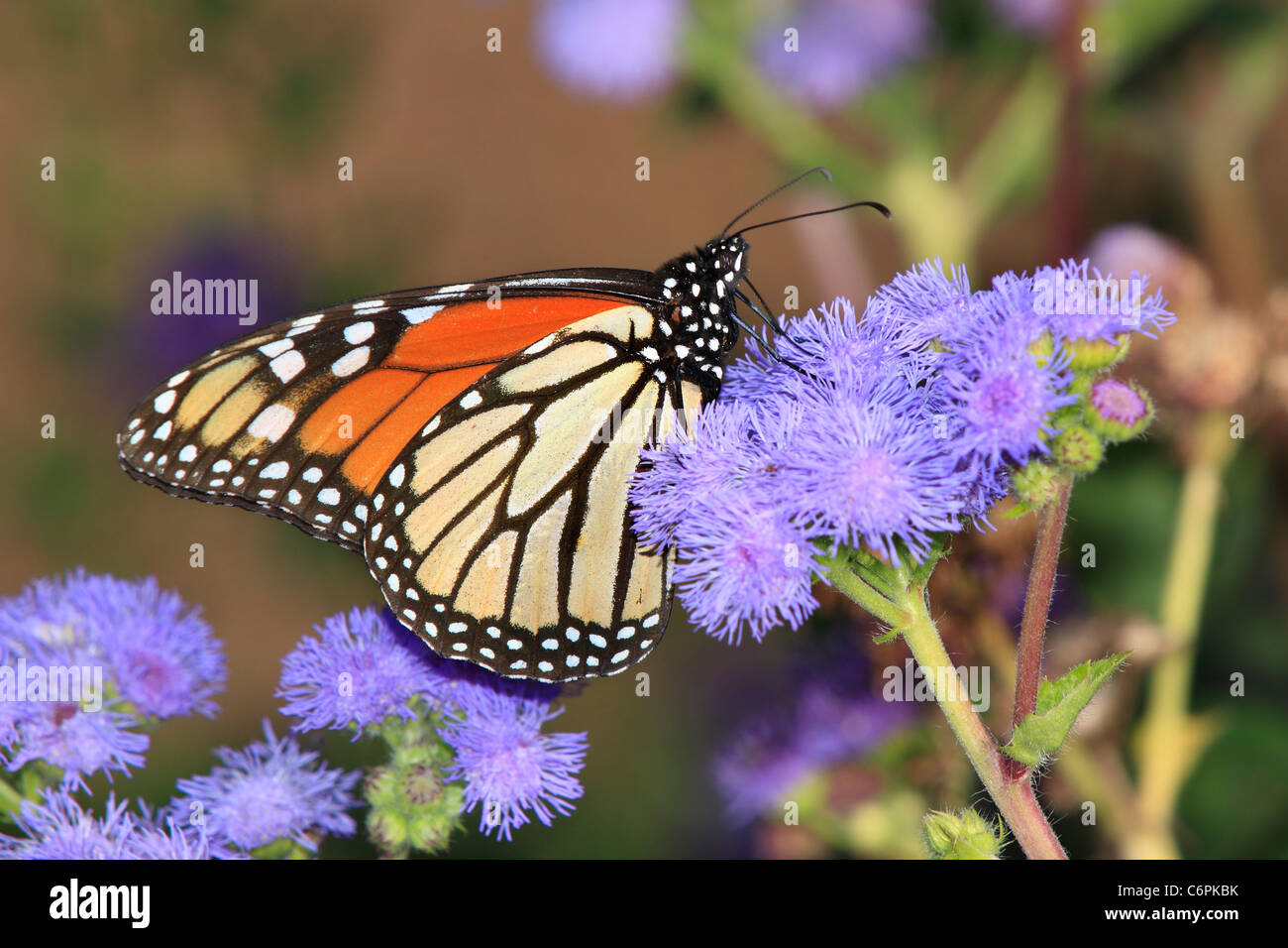 A Monarch Butterfly On Blue Mistflowers, Danaus plexippus Stock Photo
