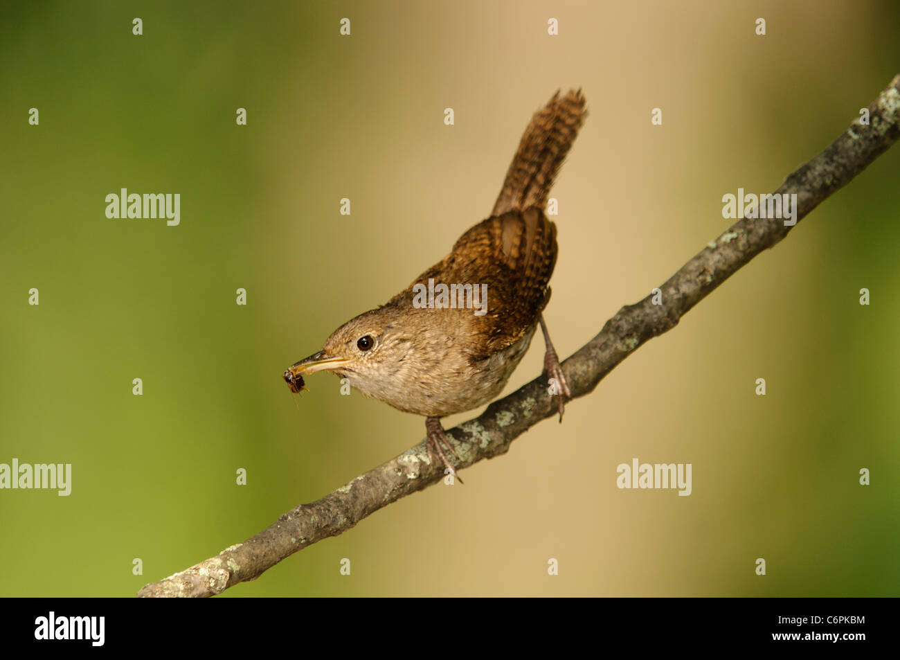 House Wren with a bug Stock Photo