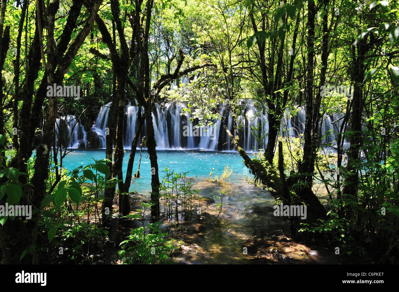 The Arrow Bamboo falls between the woods in Jiuzhaigou Nature Reserve, an UNESCO World Heritage site. Sichuan, China. Stock Photo