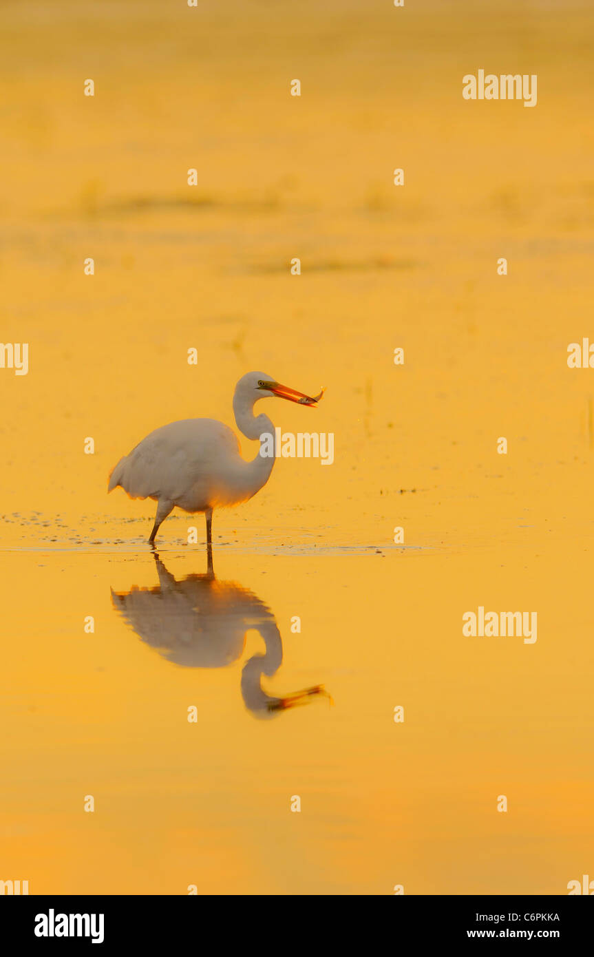 Egret fishing in a back light effect Stock Photo