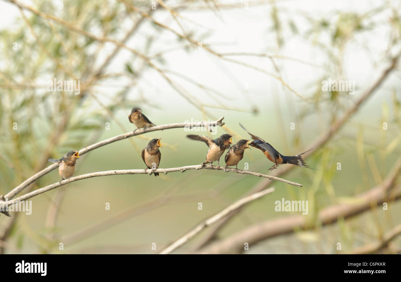 Barn swallow feeding chicks Stock Photo