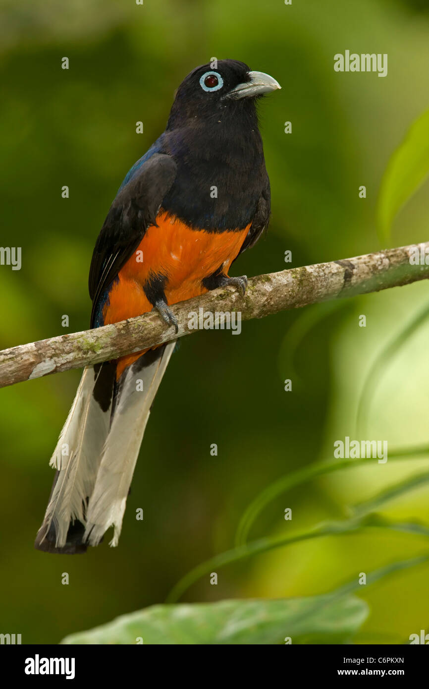 Baird's Trogon - (Trogon bairdii) - Costa Rica - Male - Tropical rainforest Stock Photo