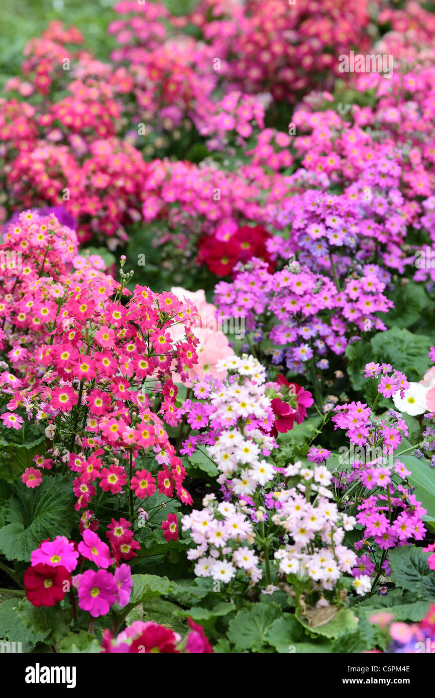 Bedding flowers hi-res stock photography and images - Alamy