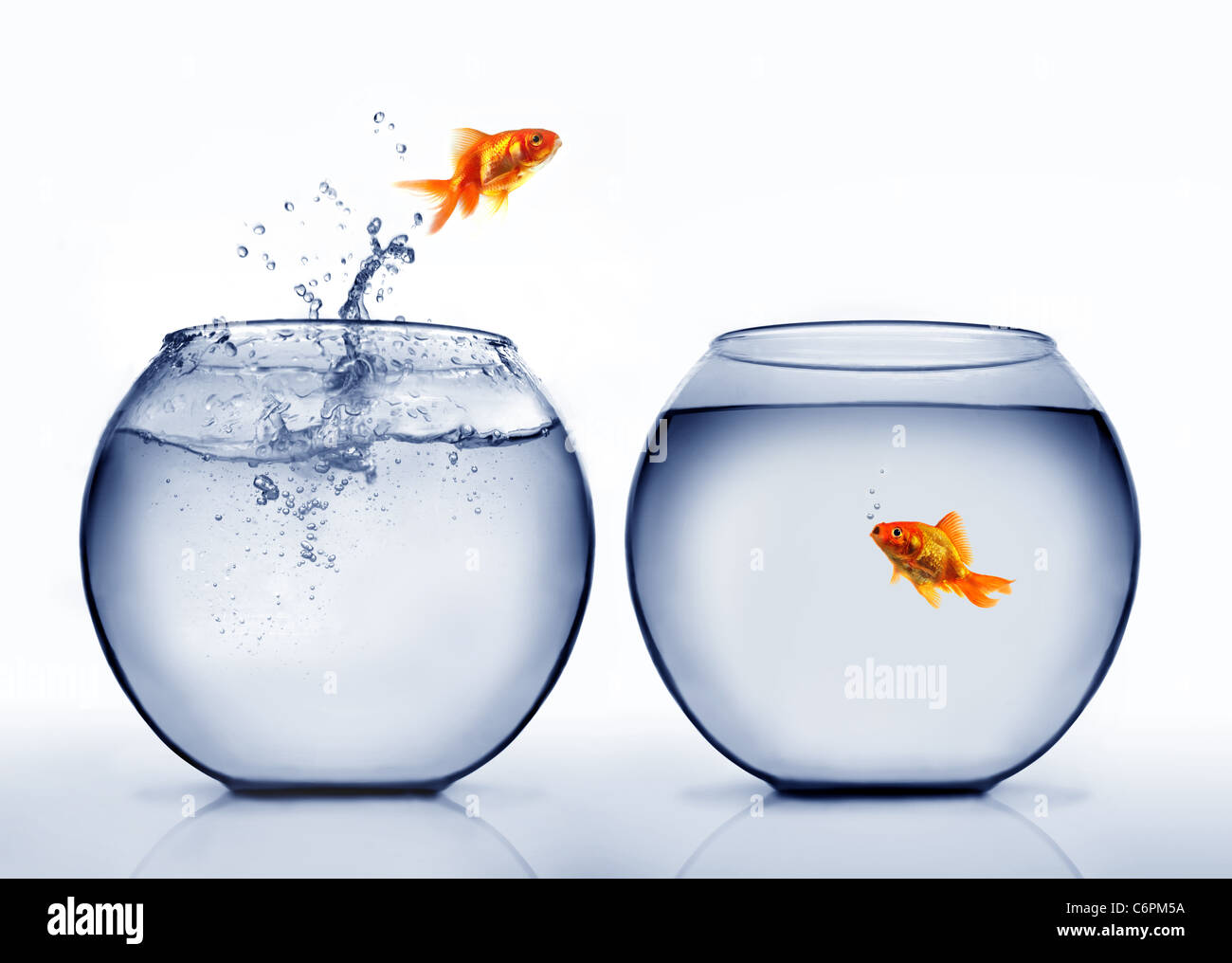 goldfish jumping out of the water Stock Photo