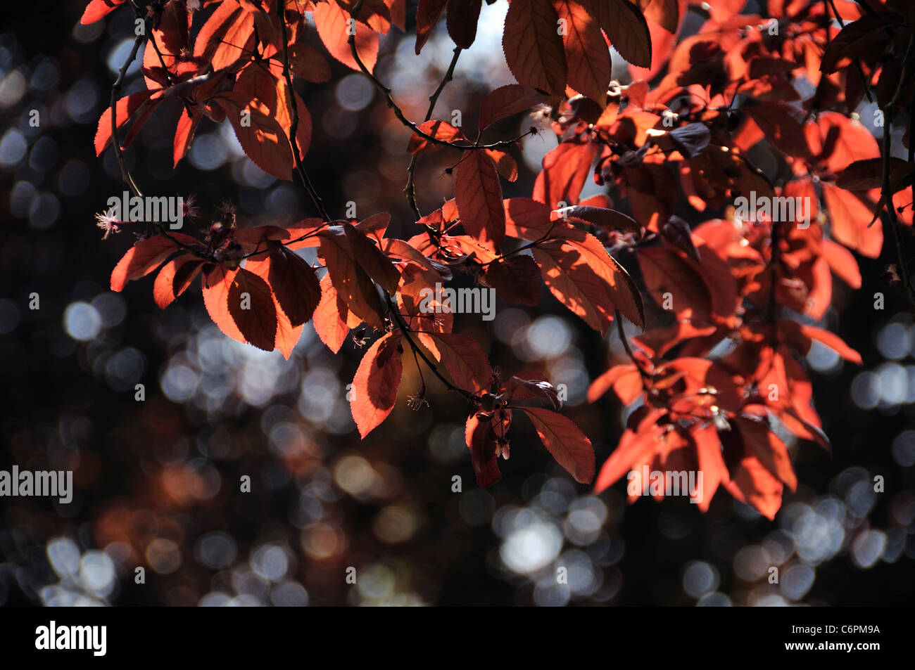 Red tree leaves detail. Kevelaer. North Rhine-Westphalia. Germany. Stock Photo