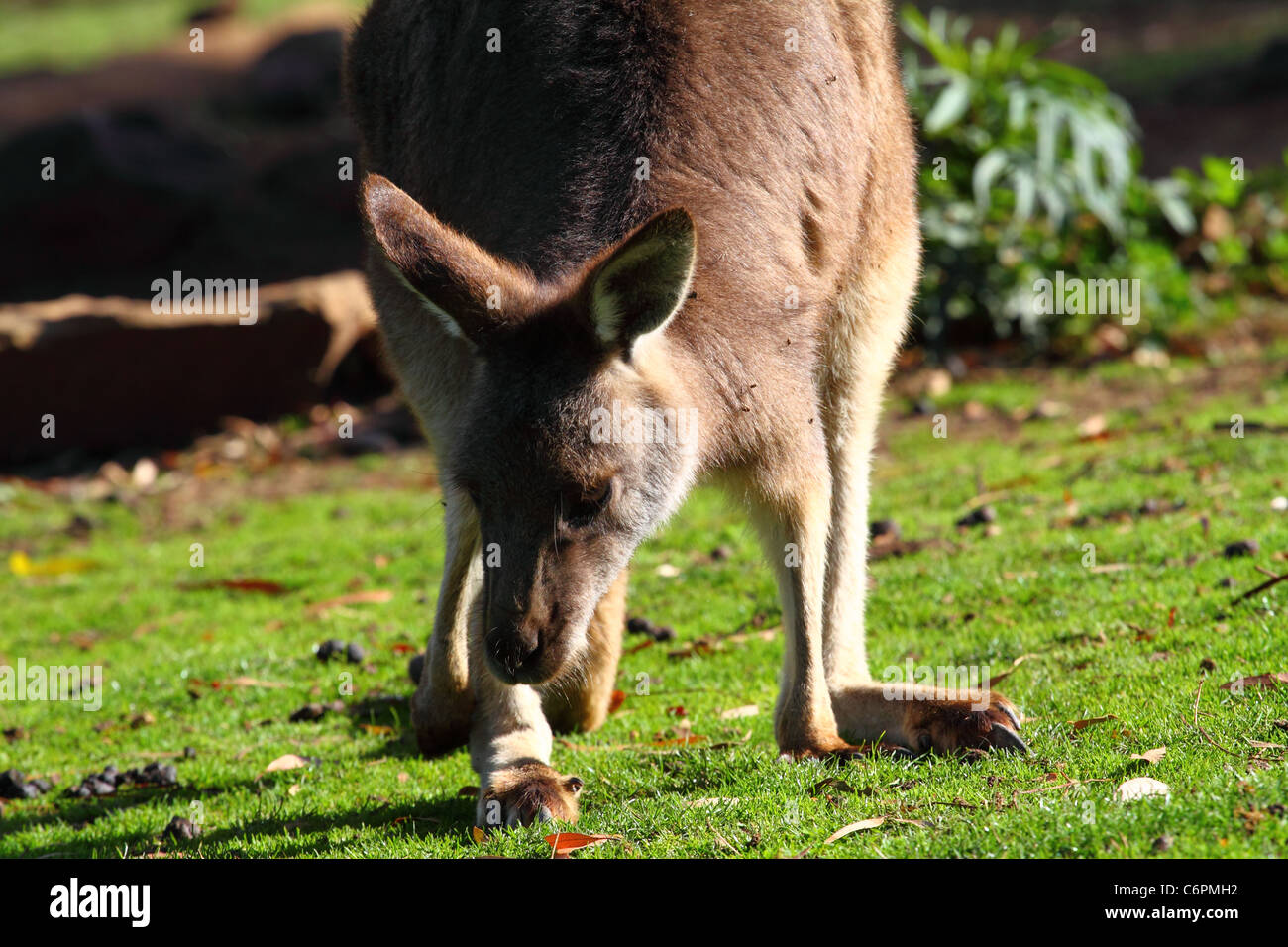 Kangaroo Baby Jump Stock Photos & Kangaroo Baby Jump Stock Images Alamy