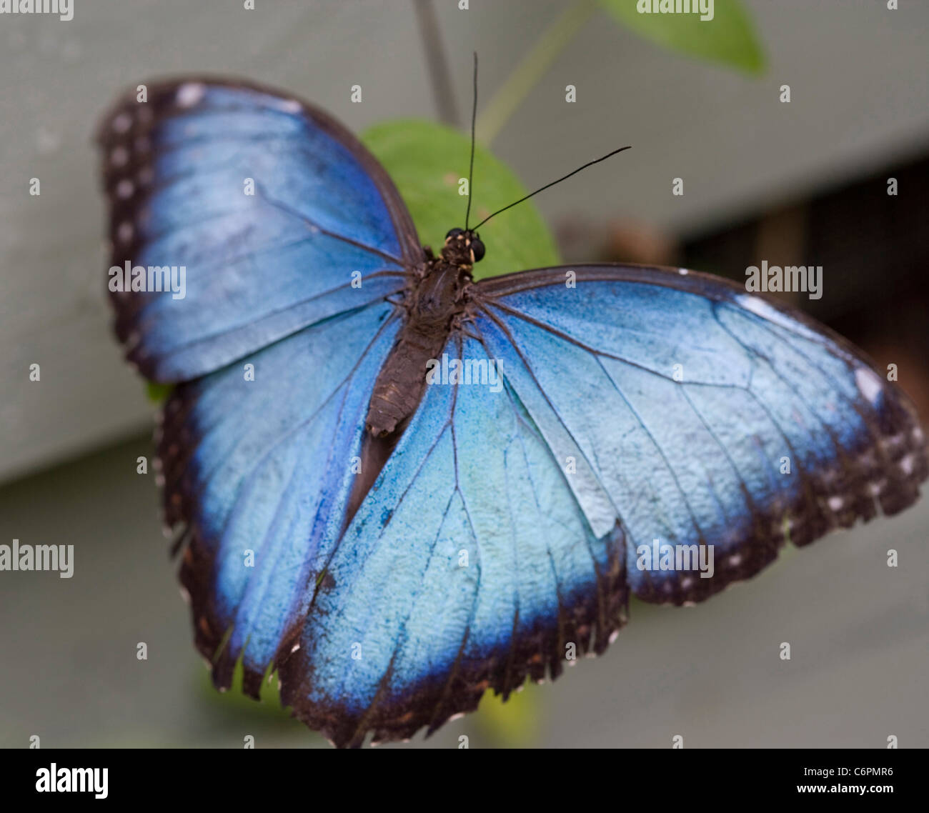 Exotic tropical butterflies Stock Photo Alamy