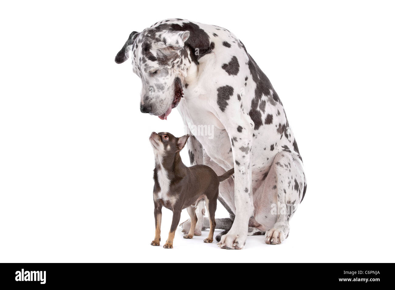Great Dane HARLEQUIN and a chihuahua in front of a white background Stock Photo