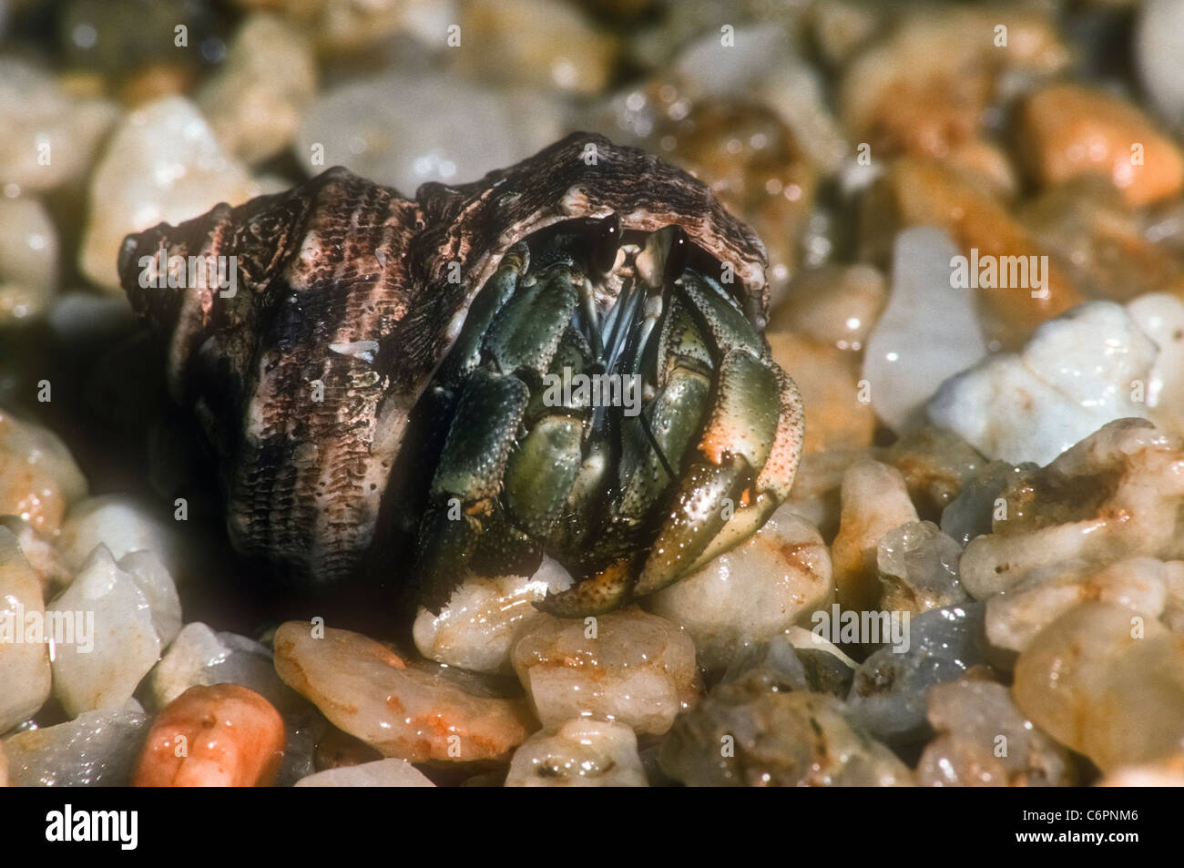 Land hermit crab, species indeterminate, Stock Photo