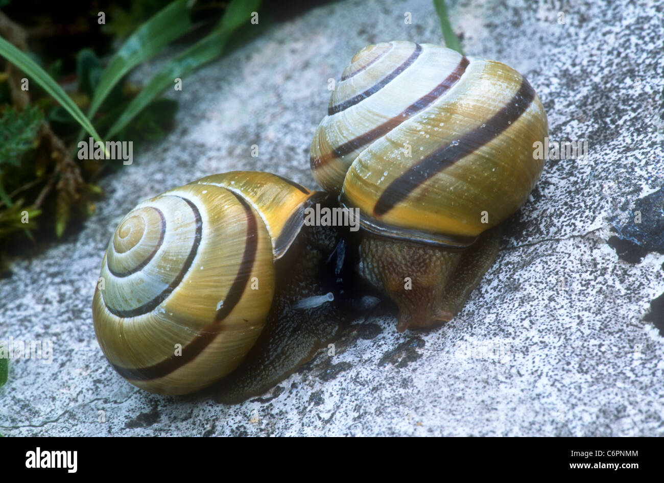 Mating love dart lathkill dale hires stock photography and images Alamy