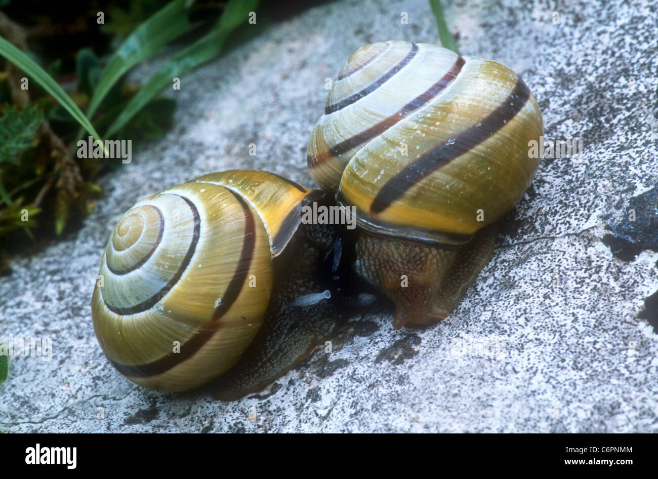 Brown lipped snails, Cepaea nemoralis, mating - note "love dart", Lathkill  Dale, Derbyshire, May Stock Photo - Alamy