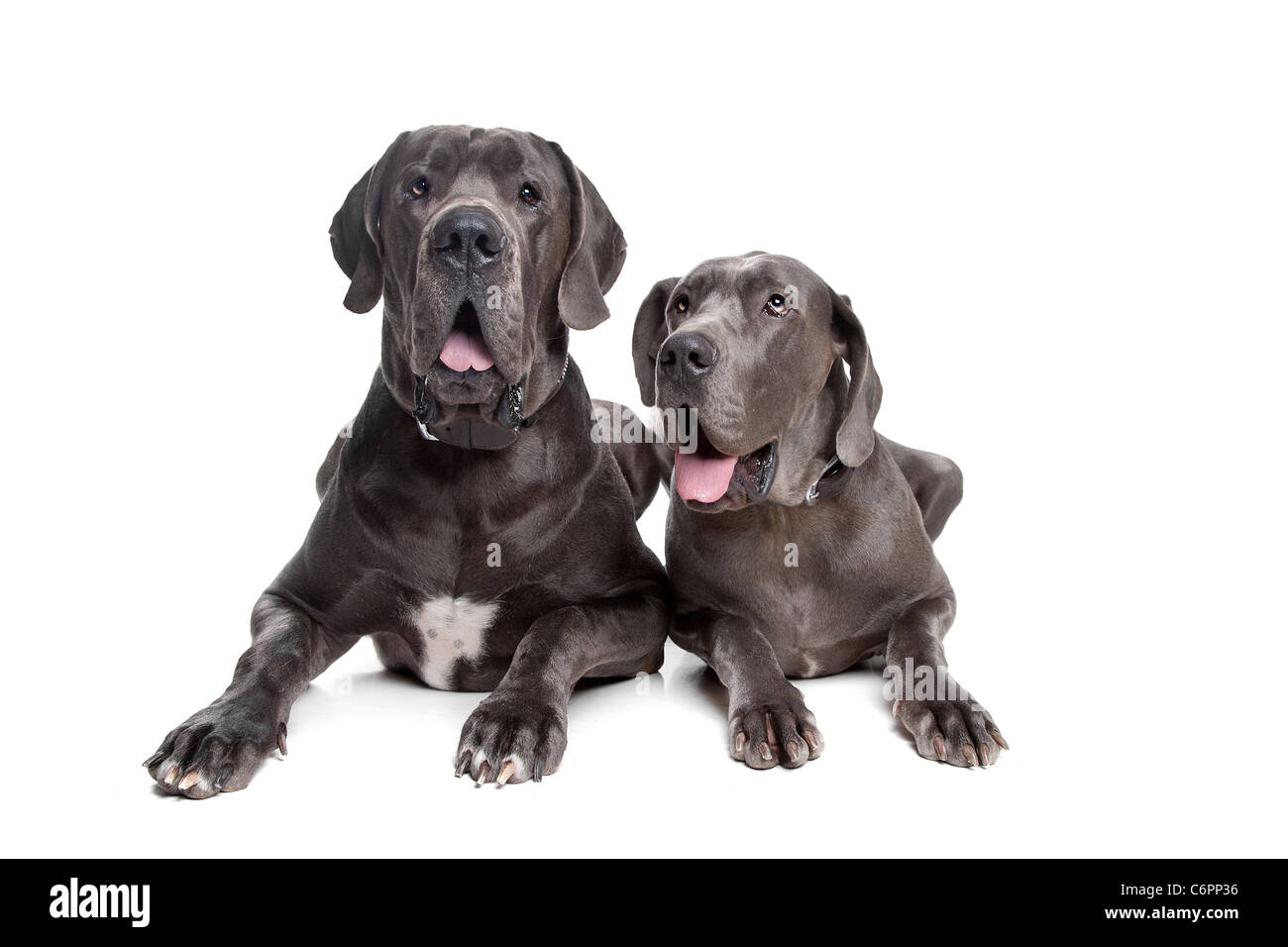 Two grey great Dane dogs on front of a white background Stock Photo