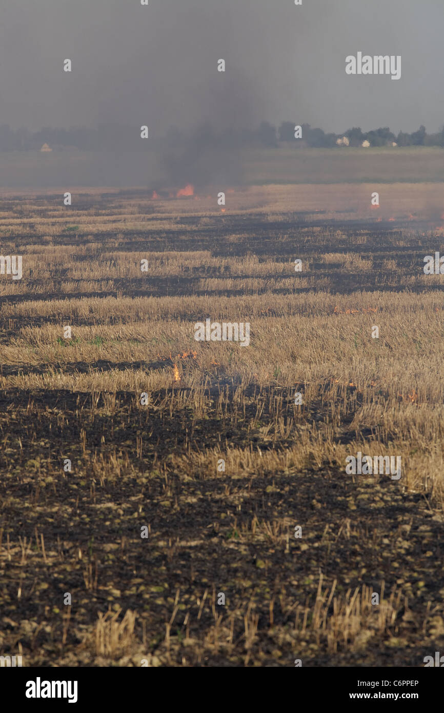 fire in the field of wheat stubble Stock Photo
