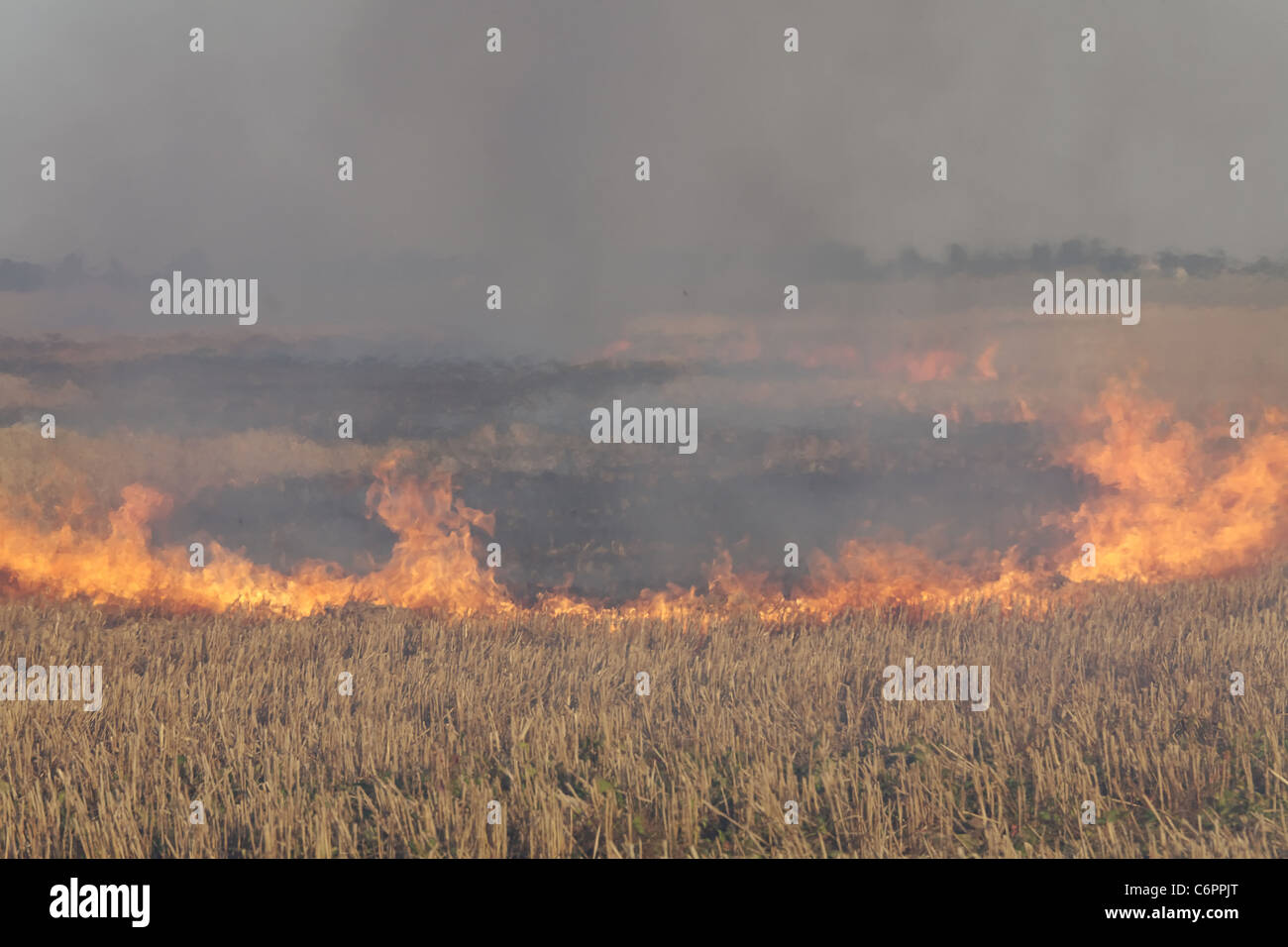 fire in the field of wheat stubble Stock Photo