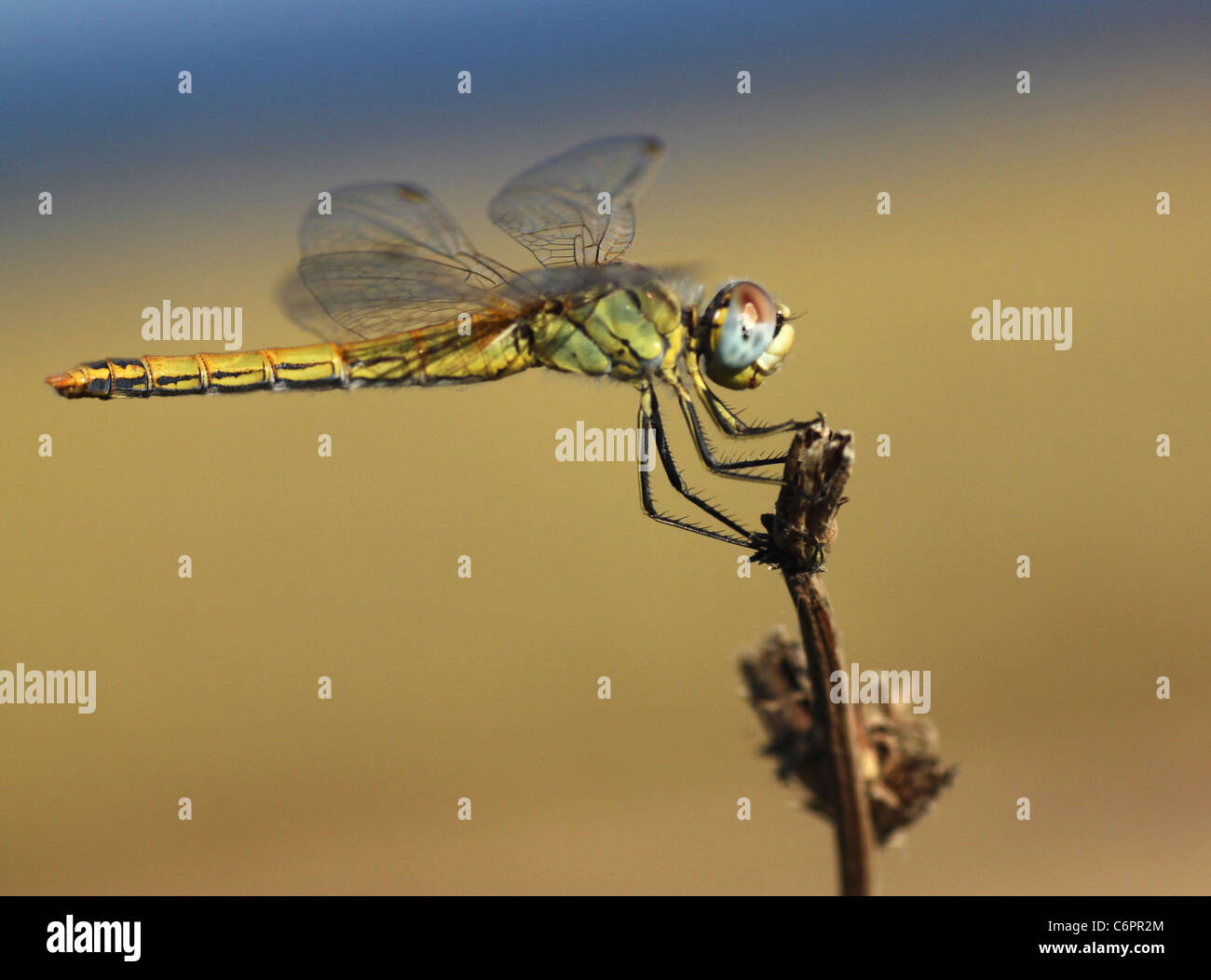 close up of dragonfly sitting on dry plant Stock Photo - Alamy