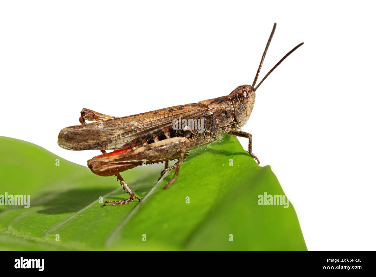 grasshopper sitting on green leaf Stock Photo
