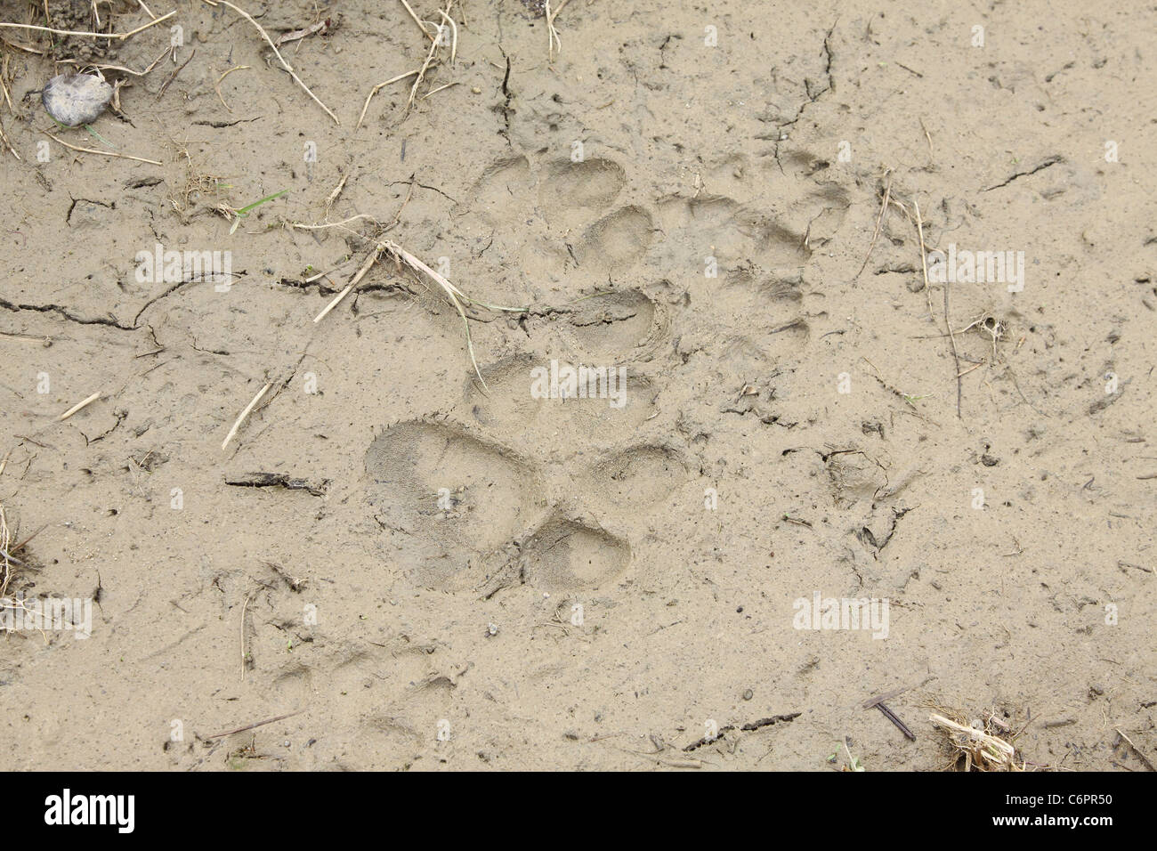 Wild Cat footprints in the mud in the Bieszczady National Park Stock