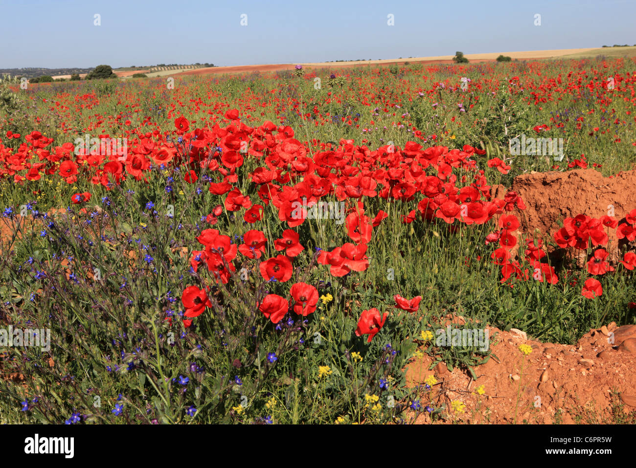 Field of sunlit red poppies (Papaver species) with Bugloss near [Talavera de la Reina], [Castilla-La Mancha], Spain Stock Photo