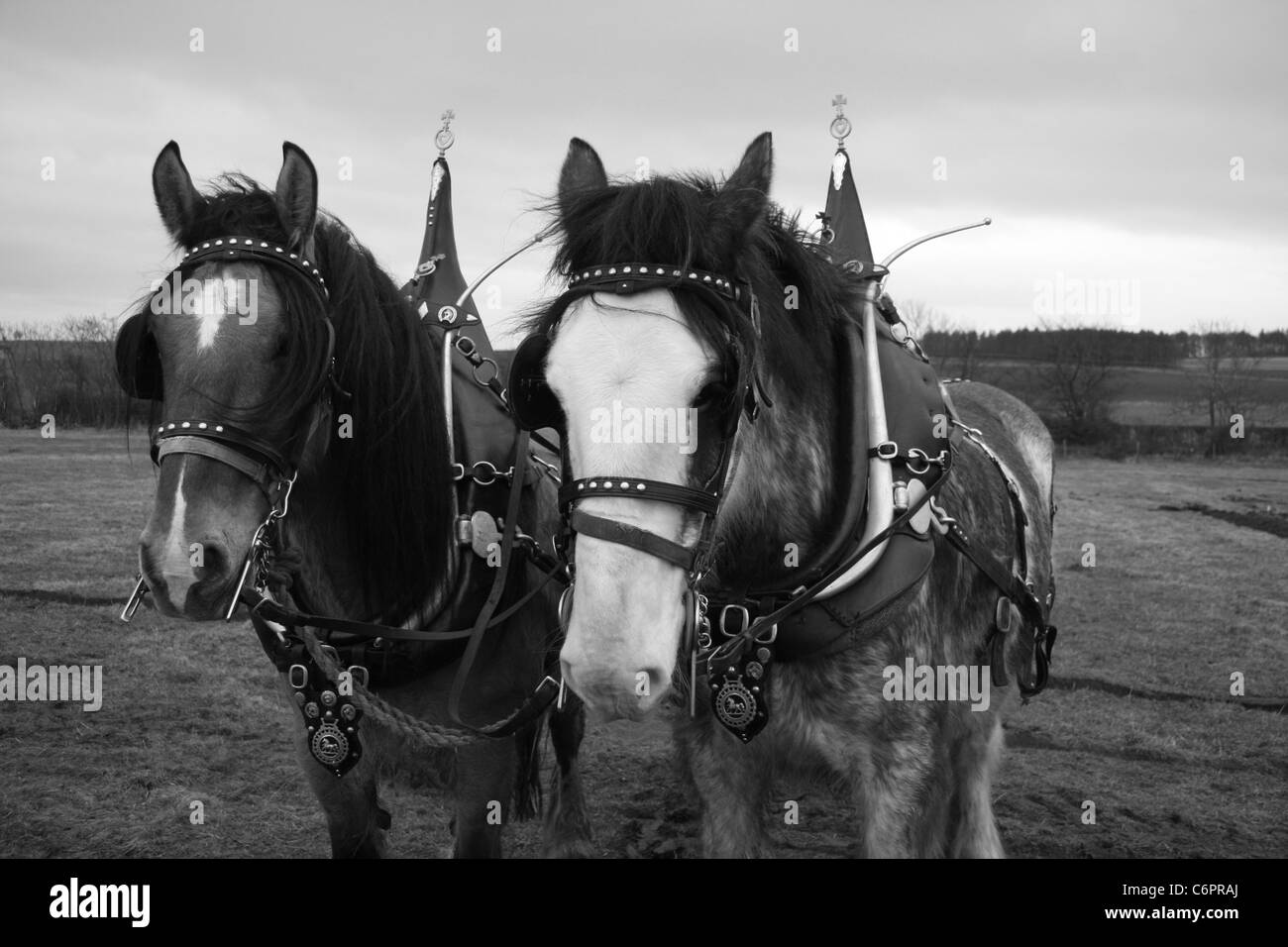 Shire shires Black and White Stock Photos & Images - Alamy