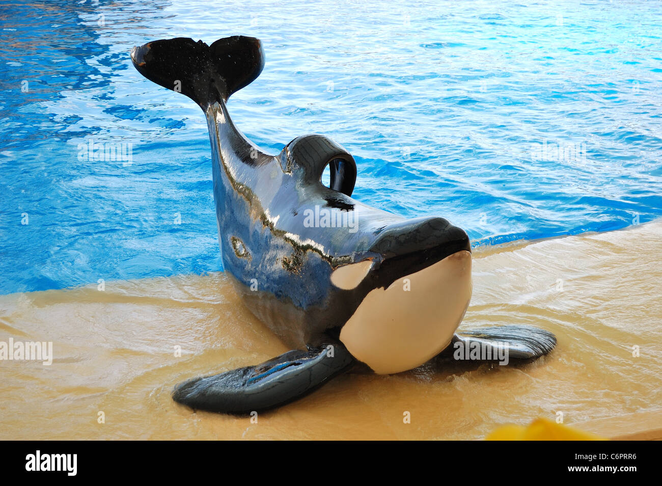 The orcas show in Loro Parque, Tenerife island, Spain Stock Photo