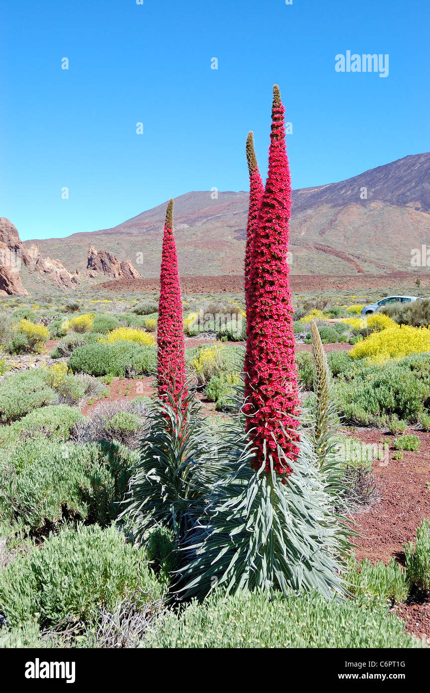 Echium wildpretii plant also known as tower of jewels, red bugloss, Tenerife, Spain Stock Photo