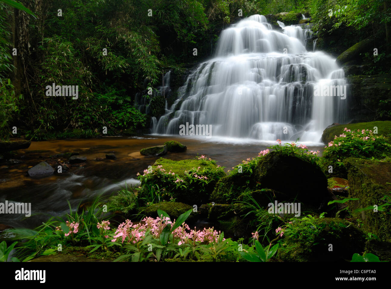 Wild orchid in front of a waterfall, Phu Hin Rong Kla national park, Thailand Stock Photo
