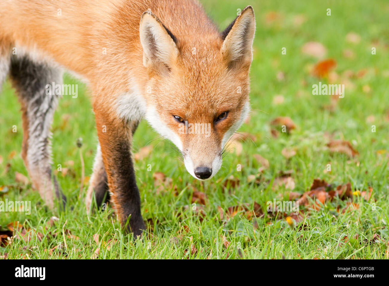 Red Fox Prowling in Autumn Fall Leaves with Sly Eyes Stock Photo