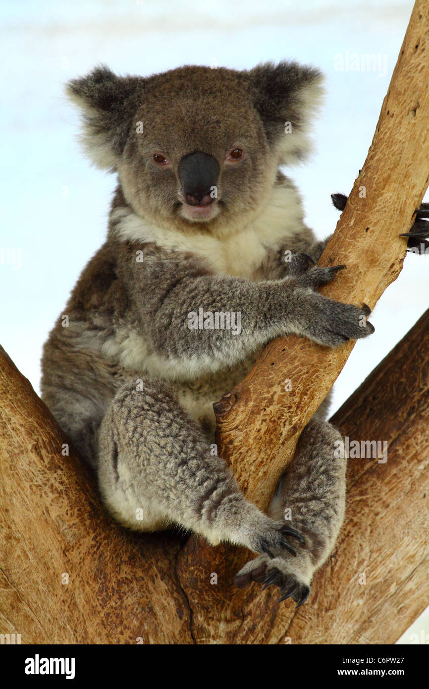 Koala isolated hi-res stock photography and images - Alamy