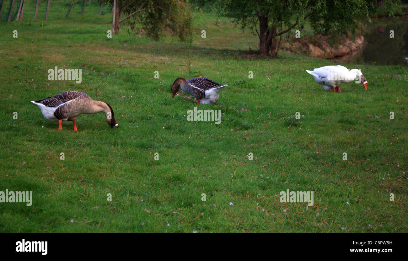 Mane goose hi res stock photography and images Alamy
