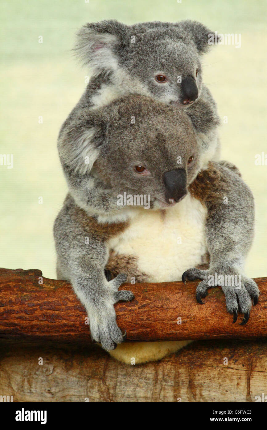 Koala bear baby australia hi-res stock photography and images - Alamy