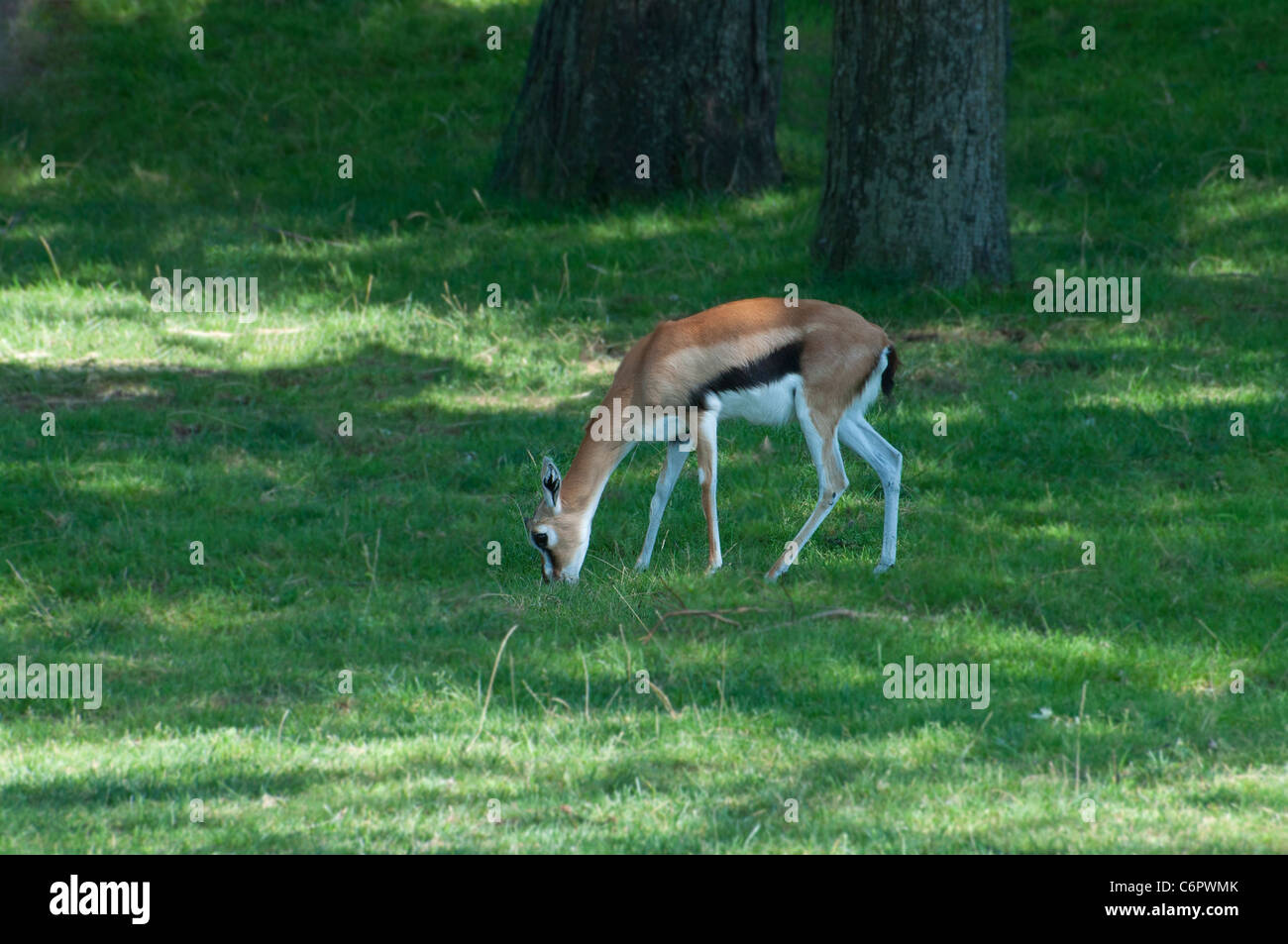 A Thompson's Gazelle grazing Stock Photo - Alamy