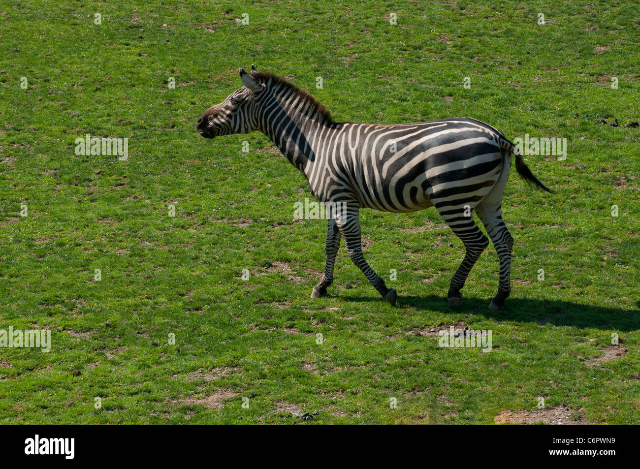 View of a plains Zebra at the Granby Zoo Stock Photo - Alamy