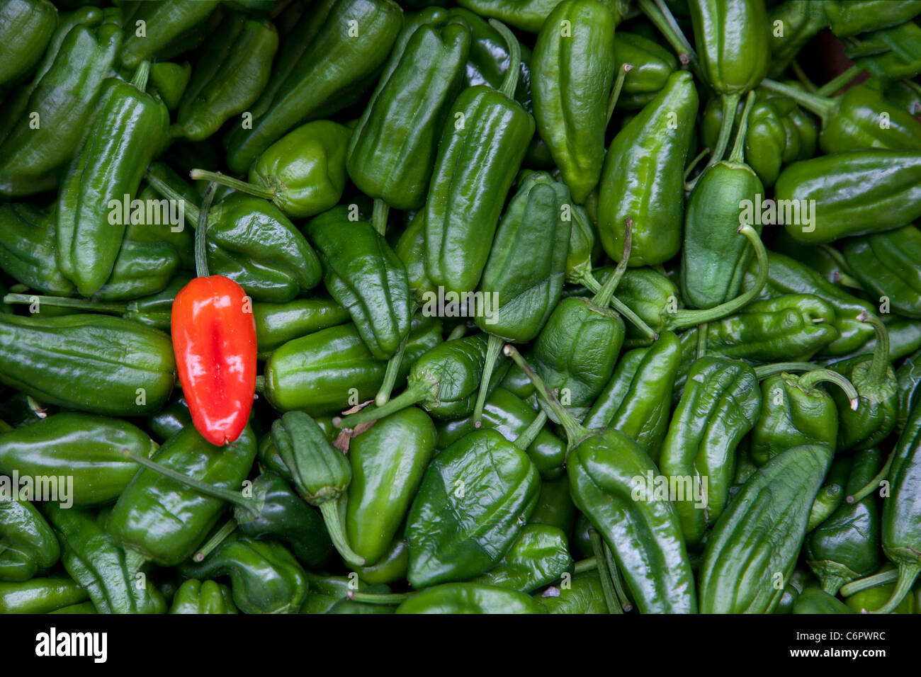 Padron small green peppers, delicious but...hides a suprise... any one can be very, very hot. The red one is very unusual. Stock Photo