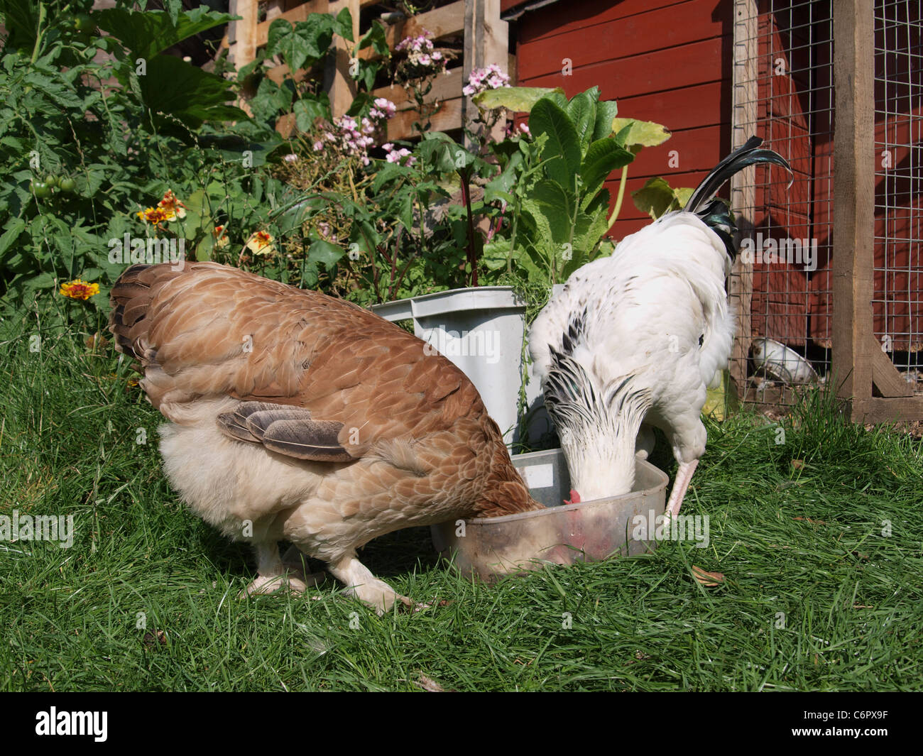 Faverolles hen(left) and Light Sussex Cockerel in back garden drinking. UK Stock Photo