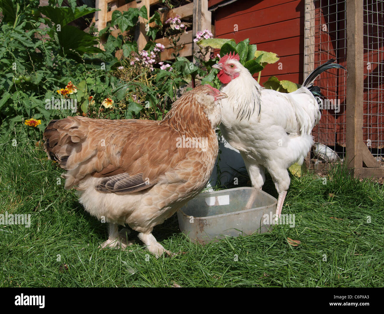 Faverolles hen(left) and Light Sussex Cockerel in back garden. UK Stock Photo