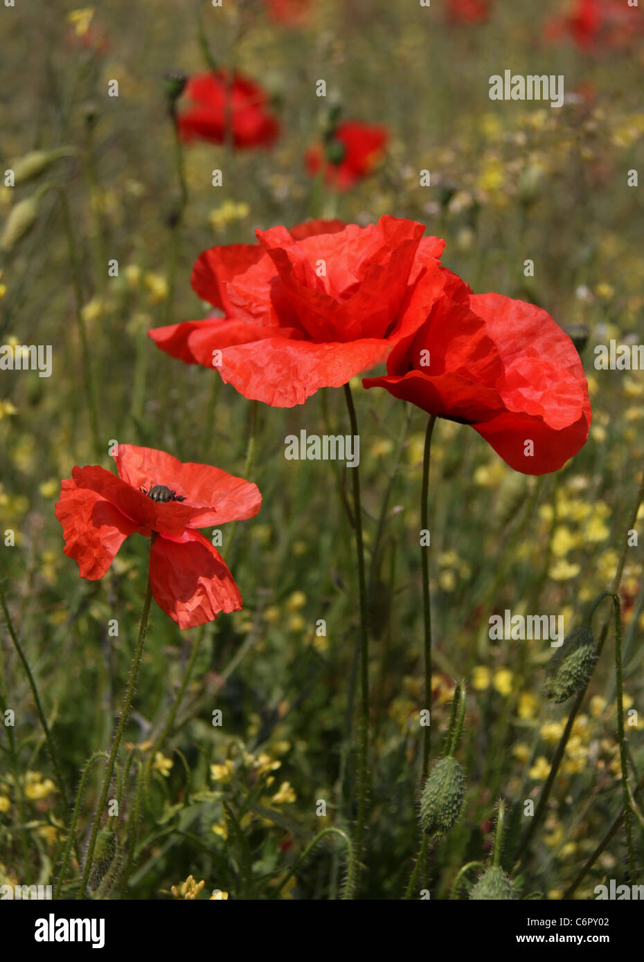 Weeds in field poppies hi-res stock photography and images - Alamy
