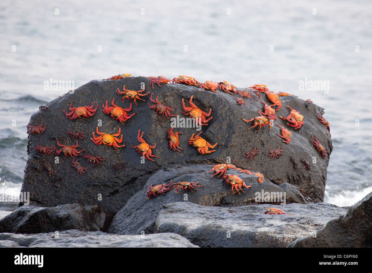 Sally Lightfoot Crab (Grapsus grapsus) gripping lava rock in intertidal zone in Galapagos National Park Stock Photo