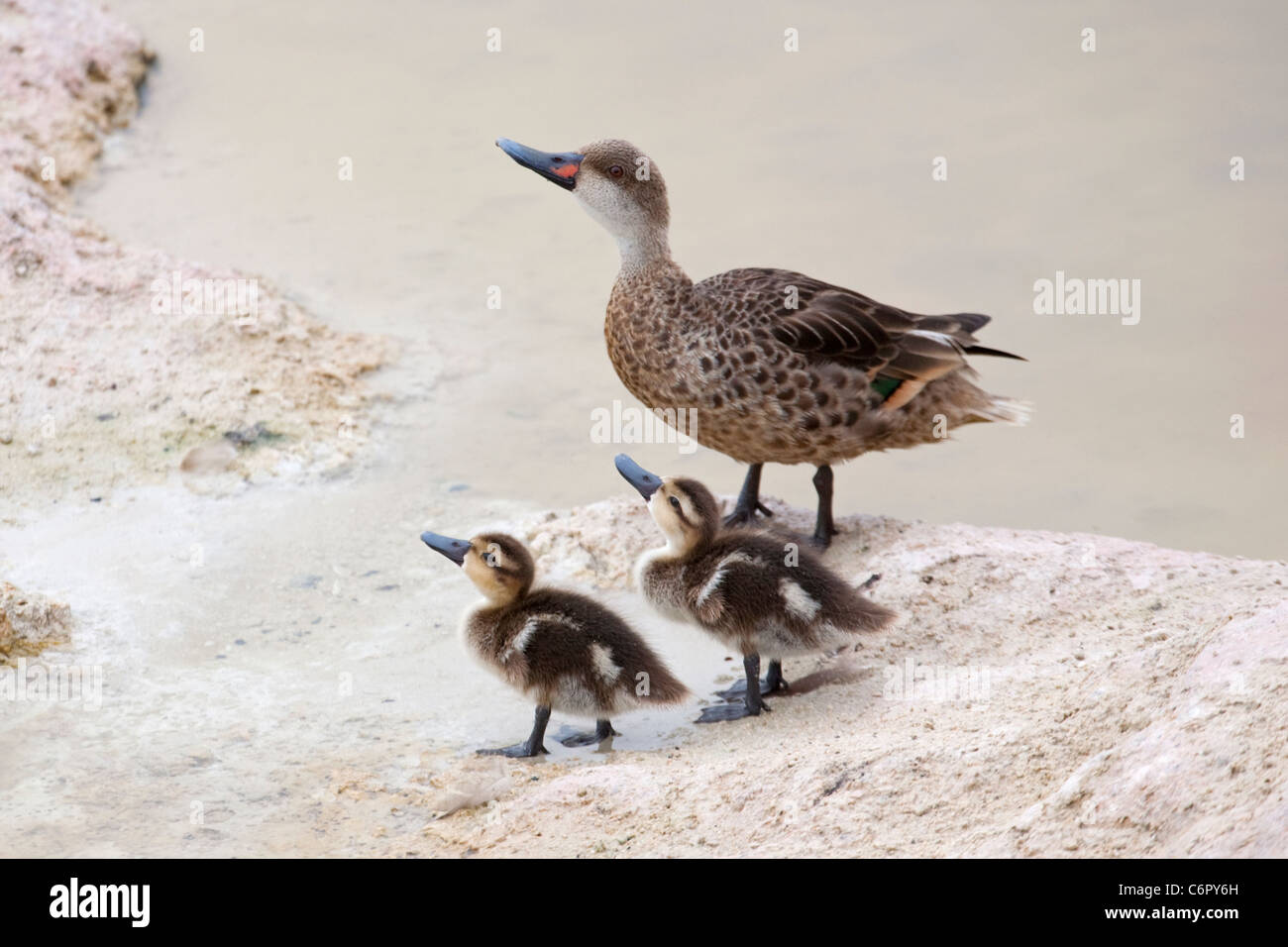 Two Galapagos white-cheeked pintail mother duck and ducklings in coastal lagoon water (Anas bahamensis galapagensis) on Isabela Island. Stock Photo