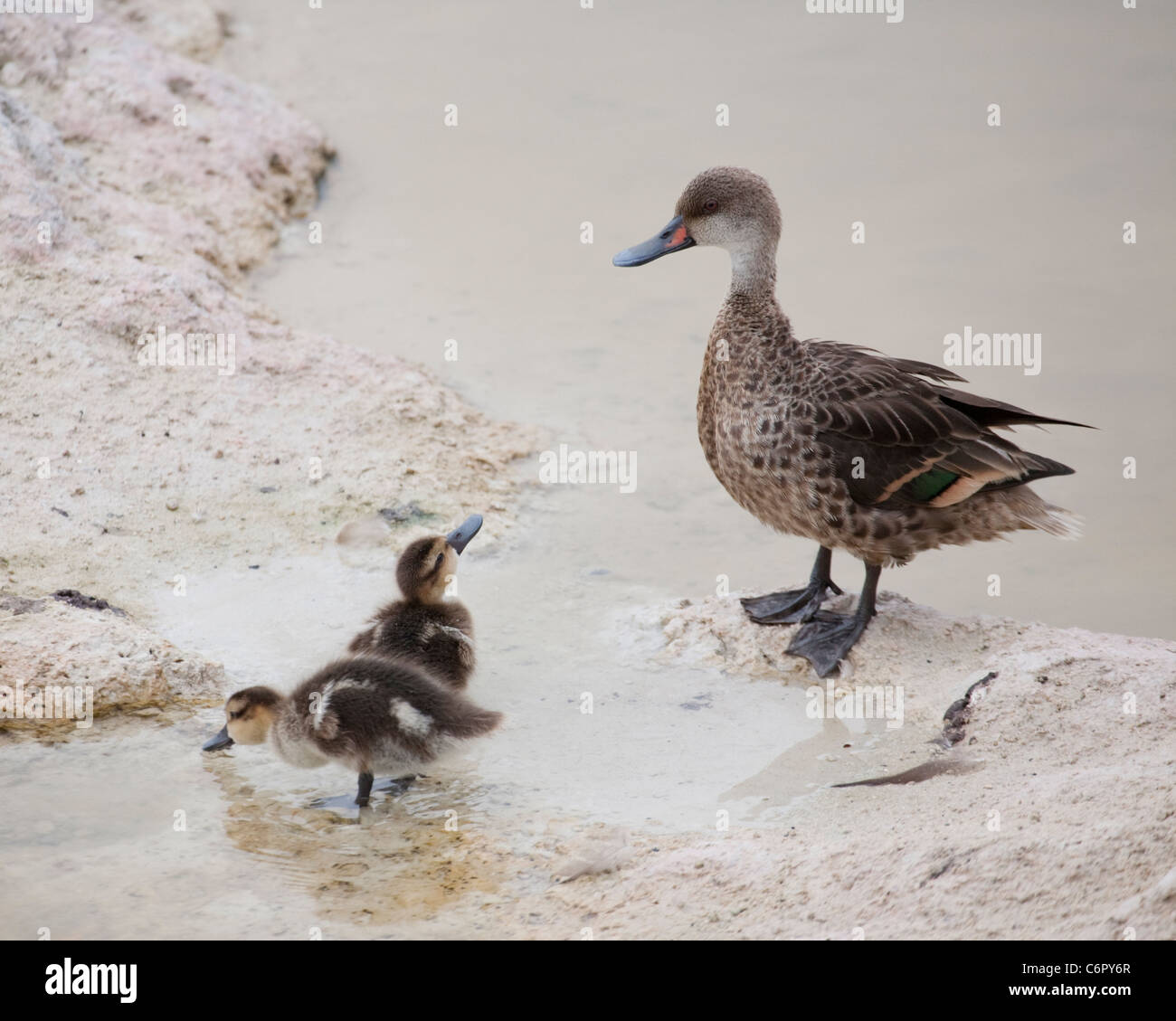 Galapagos white-cheeked pintail ducks, ducklings with mother in coastal lagoon water (Anas bahamensis galapagensis) on Isabela Island Stock Photo