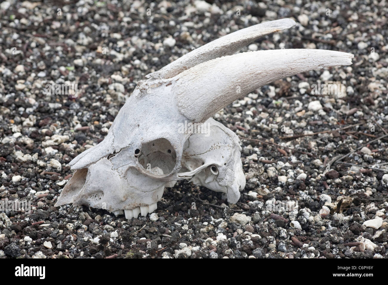 Skull of feral goat (Capra circus), an invasive species, killed during an eradication program on the island Stock Photo