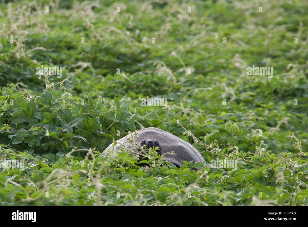 Galapagos Giant Tortoise grazing in meadow on Isabela Island Stock Photo