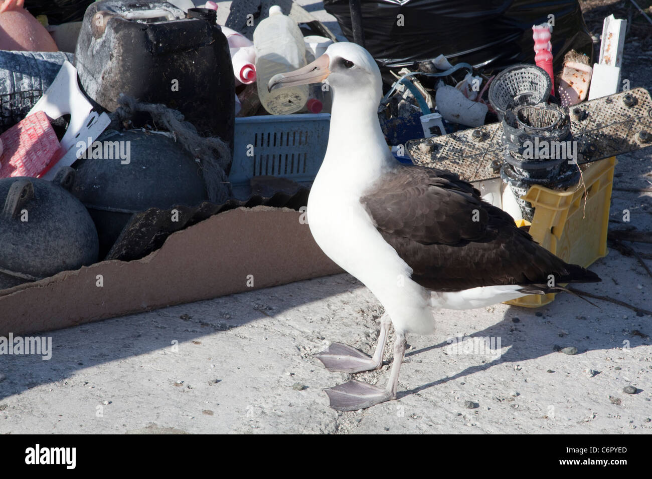 Laysan Albatross standing beside marine debris collected by tourists to prevent the plastic from harming seabirds or other wildlife Stock Photo