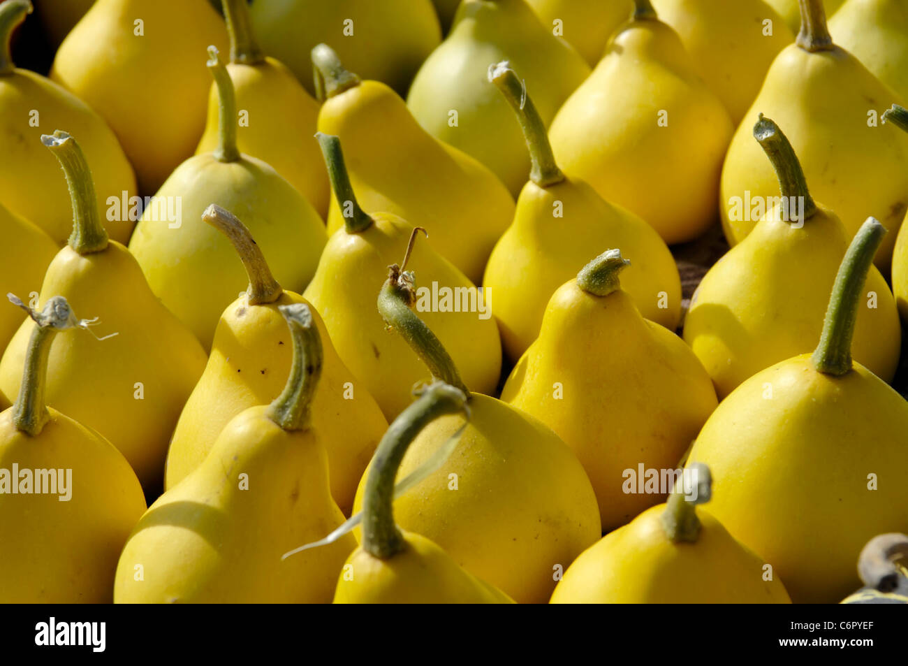 Small yellow pear-shaped gourds close-up background Stock Photo