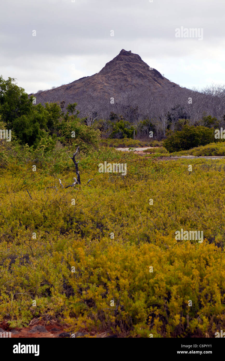 Galapagos islands vegetation hi-res stock photography and images - Alamy